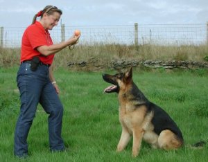 Follow These Useful Tips For A Happy And Obedient Dog Training